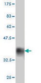 Monoclonal Anti-MYOC antibody produced in mouse clone 4F8, purified immunoglobulin, buffered aqueous solution