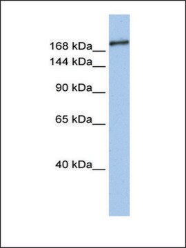 Anti-SIN3B (AB1) antibody produced in rabbit affinity isolated antibody