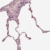 Anti-ALOX5 antibody produced in rabbit Prestige Antibodies&#174; Powered by Atlas Antibodies, affinity isolated antibody