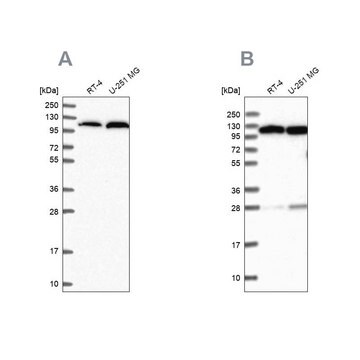 Anti-AARS antibody produced in rabbit Prestige Antibodies&#174; Powered by Atlas Antibodies, affinity isolated antibody