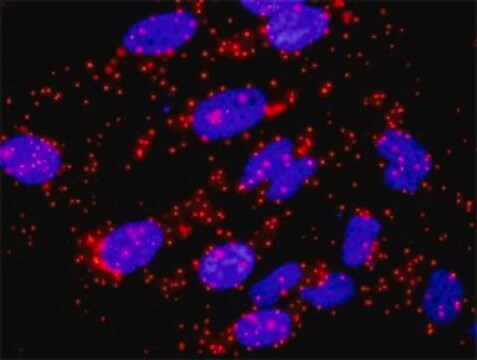 Anti-SKP1 antibody produced in rabbit purified immunoglobulin, buffered aqueous solution