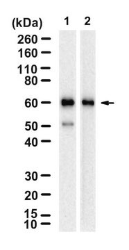 Anti-PHACTR1 Antibody, clone 2B15 ZooMAb&#174; Rabbit Monoclonal recombinant, expressed in HEK 293 cells