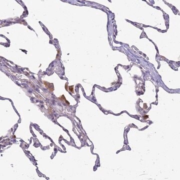 Anti-SLC15A3 antibody produced in rabbit Prestige Antibodies&#174; Powered by Atlas Antibodies, affinity isolated antibody, buffered aqueous glycerol solution