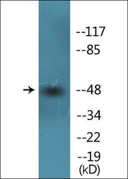 Anti-phospho-Smad3 (pSer425) antibody produced in rabbit affinity isolated antibody