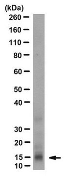 Anti-INK4b (p15) Antibody, clone GF10 (10C7A6) culture supernatant, clone GF10 (10C7A6), from mouse