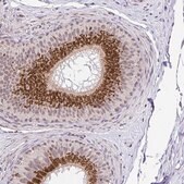 Anti-GOLGA5 antibody produced in rabbit Prestige Antibodies&#174; Powered by Atlas Antibodies, affinity isolated antibody, buffered aqueous glycerol solution