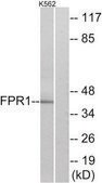 Anti-FPR1 antibody produced in rabbit affinity isolated antibody