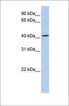 Anti-ARC (ab1) antibody produced in rabbit affinity isolated antibody