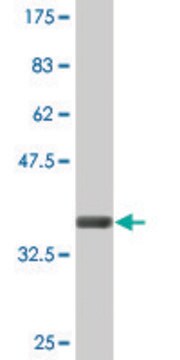 Monoclonal Anti-CLCN7, (C-terminal) antibody produced in mouse clone 4A3, ascites fluid