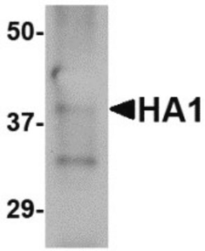Monoclonal Anti-Hemagglutinin [4E11E1] antibody produced in mouse affinity purified immunoglobulin (IgG)