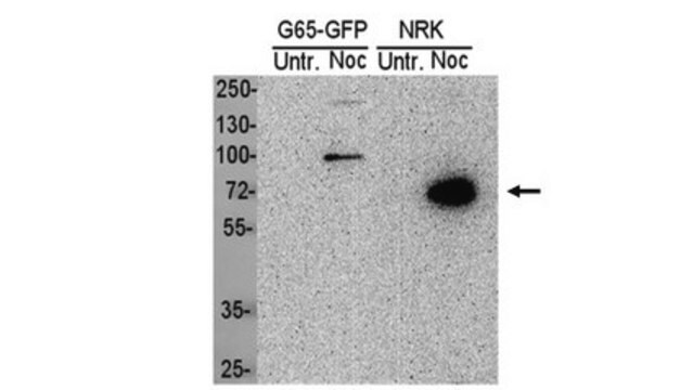 Anti-phospho-GRASP65 (Thr220/Thr224) Antibody, clone LX108 clone LX108, from mouse