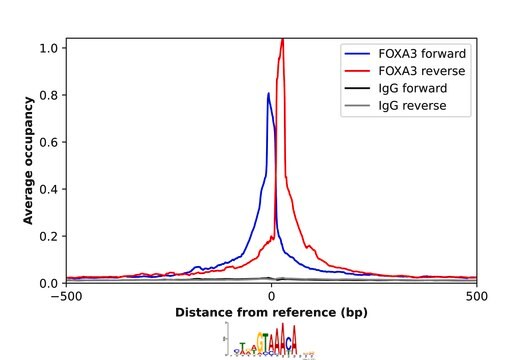 Anti-FOXA3 antibody produced in rabbit Prestige Antibodies&#174; Powered by Atlas Antibodies, affinity isolated antibody
