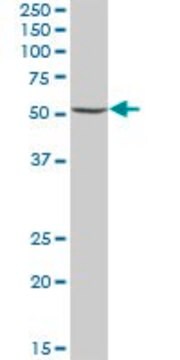 Anti-UGDH antibody produced in mouse IgG fraction of antiserum, buffered aqueous solution