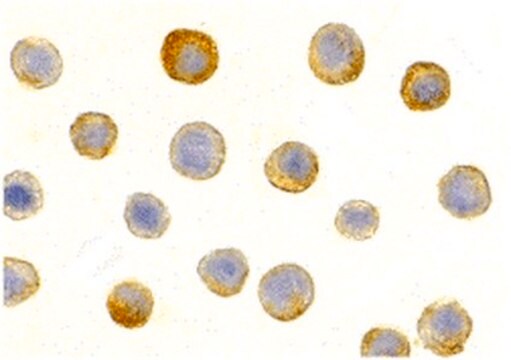 Anti-IL-1RAcP Antibody from rabbit, purified by affinity chromatography