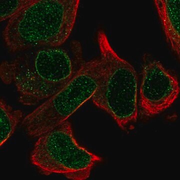 Anti-LRR1 antibody produced in rabbit Prestige Antibodies&#174; Powered by Atlas Antibodies, affinity isolated antibody