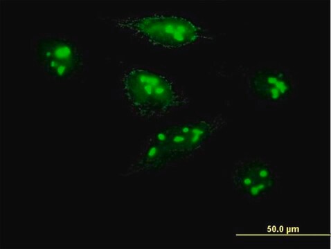 Anti-MKI67IP antibody produced in mouse purified immunoglobulin, buffered aqueous solution