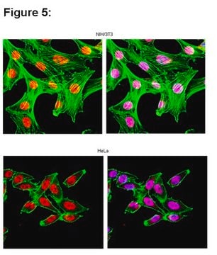 RIPAb+ HuR - RIP Validated Antibody and Primer Set from rabbit