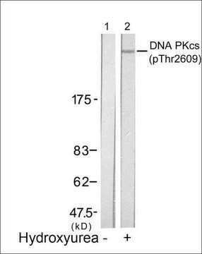 Anti-phospho-PRKDC (pThr2609) antibody produced in rabbit affinity isolated antibody