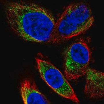 Anti-PDP2 antibody produced in rabbit Prestige Antibodies&#174; Powered by Atlas Antibodies, affinity isolated antibody