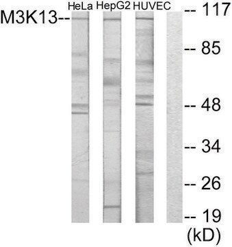 Anti-M3K13 antibody produced in rabbit affinity isolated antibody