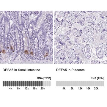 Anti-DEFA5 antibody produced in rabbit Prestige Antibodies&#174; Powered by Atlas Antibodies, affinity isolated antibody, buffered aqueous glycerol solution