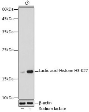 Anti-Lactic acid-Histone H3-K27 antibody produced in rabbit