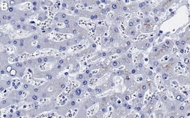 Anti-GCLM Antibody, clone 1D19 ZooMAb&#174; Rabbit Monoclonal recombinant, expressed in HEK 293 cells