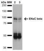 Monoclonal Anti-ENaC beta-R-Phycoerythrin antibody produced in mouse clone 7B8