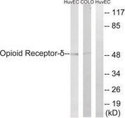 Anti-Opioid Receptor-&#948; antibody produced in rabbit affinity isolated antibody