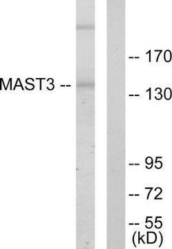 Anti-MAST3 antibody produced in rabbit affinity isolated antibody