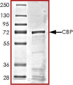 CBP (1319-1710), GST tagged human recombinant, expressed in E. coli, &#8805;70% (SDS-PAGE), buffered aqueous glycerol solution