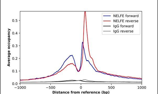 Anti-NELFE antibody produced in rabbit Prestige Antibodies&#174; Powered by Atlas Antibodies, affinity isolated antibody