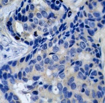 Anti-Phospho-PTK2B-Y402 antibody produced in rabbit