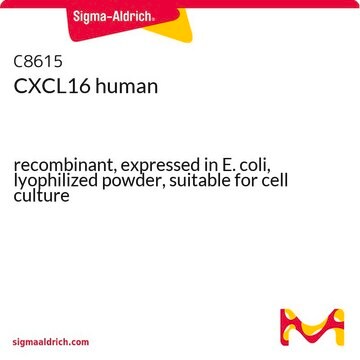 CXCL16 human recombinant, expressed in E. coli, lyophilized powder, suitable for cell culture