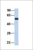 Anti-LIMA1 antibody produced in rabbit affinity isolated antibody