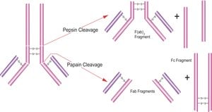 Papain from papaya latex lyophilized powder, &#8805;10&#160;units/mg protein