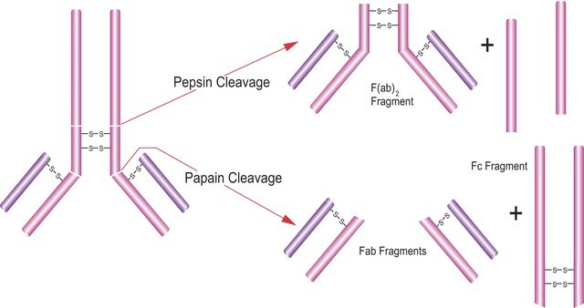 Papain from papaya latex lyophilized powder, aseptically filled