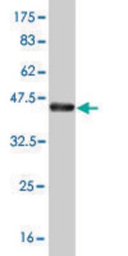ANTI-T antibody produced in mouse clone 5C10, purified immunoglobulin, buffered aqueous solution
