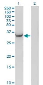 Monoclonal Anti-AKR1C2 antibody produced in mouse clone 3C11, ascites fluid