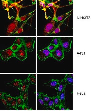 Anti-XRCC2 Antibody from rabbit, purified by affinity chromatography