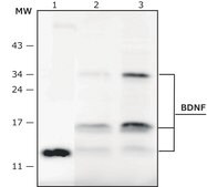 Anti-BDNF antibody, Mouse Monoclonal clone BDNF129-13, purified from hybridoma cell culture