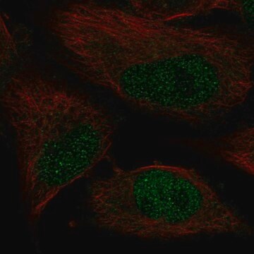 Anti-POLK antibody produced in rabbit Prestige Antibodies&#174; Powered by Atlas Antibodies, affinity isolated antibody