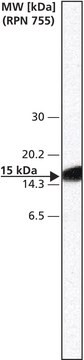 Anti-HSV antibody produced in rabbit affinity isolated antibody, buffered aqueous solution