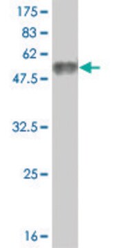 Monoclonal Anti-NFE2L2 antibody produced in mouse clone 4C3, purified immunoglobulin, buffered aqueous solution