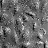 A549 Cells GFP-STAT1