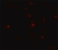 Anti-TGM7 antibody produced in rabbit affinity isolated antibody