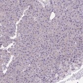 Anti-KCNB1 antibody produced in rabbit Prestige Antibodies&#174; Powered by Atlas Antibodies, affinity isolated antibody, buffered aqueous glycerol solution