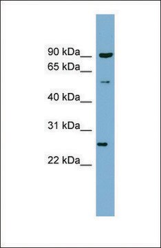 Anti-VAMP7, (N-terminal) antibody produced in rabbit affinity isolated antibody