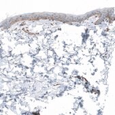 Anti-LAMA1 antibody produced in rabbit Prestige Antibodies&#174; Powered by Atlas Antibodies, affinity isolated antibody, buffered aqueous glycerol solution