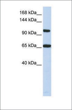 Anti-THRAP3 antibody produced in rabbit affinity isolated antibody